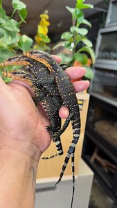 Philippines yellow headed water monitor (Varanus cumingi) is a large semi aquatic monitor lizard endemic to the Philippines known for its bright yellow head and dark body with yellow bands. Also called the Cuming’s or Philippine water monitor it’s a carnivorous reptile that preys on fish, birds, and small mammals thriving in tropical rainforests and mangrove areas near water. It’s a diurnal (active during the day) predator that requires specialized care in captivity including large enclosures wi