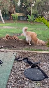 Golden Retriever digs a hole while burying his buddies 😂 ViralHog | MetDaan Animals