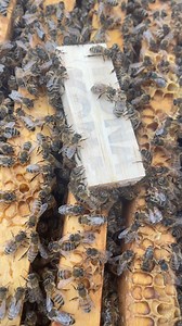 2.3K views · 18 reactions | Introducing Queen in to the split hives 鉶 #honey #bee #beekeeping #candles #pollen #repost #fypシ #canada | Beekeeper in Canada | Facebook