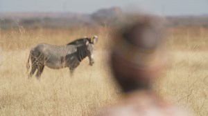 22 reactions | Women play a vital role in the conservation of Grevy's...