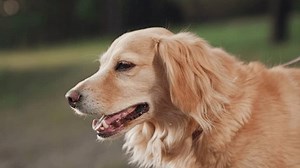 「レッドコッカーのスパニエル犬は鼻を舐める夏の日に緑の公園で散歩を見て献身的な犬は夕暮れ時に田舎の公園で休むことを楽しむスパニエル犬は夕方に夏の公園で歩いて接写」の動画素材（ロイヤリティフリー）1110281767 | Shutterstock