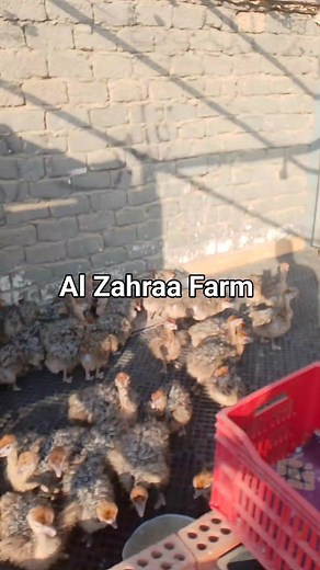 ✅Ostrich chicks available for export Best ✅prices, wholesale only, ✅contact us via WhatsApp 00201032153063 ✅Our address is Egypt ✅The best chick in the world, commercial and ✅competitive prices 🇪🇬🇪🇬🇪🇬✈️✈️ Agents available in some countries https://wa.me/201032153063 #السعوديه#الاردن#عمان#البحرين#الجميع #العراق #ليبيا Mohameed Nagy #مزرعه_الزهراء #Ghana #Nigeria #Haiti #Kosovo #Ethiopia @إشارة # Everyone Matters | Al Manara Ostrich Farm for Animal Production