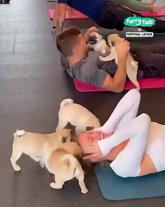 These playful pugs won the hearts of everyone at the yoga class! 🐶💕 | Furry Tails