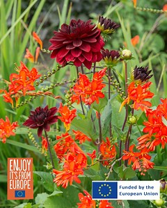 Some like it HOT! If you're one of them plant Crocosmia! Have you grown this before? What's stopping you? Please let us know, maybe we can help. | Flowerbulbs.com | Facebook