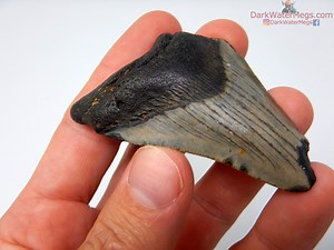 Real Megalodon Shark Tooth Fossil - Diver Direct - Fossilized Meg Tooth - 2.73" Long - Great Gift of Authentic Genuine Ancient Predator - Etsy