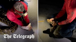 Hunter wrestles 19ft Burmese python in Florida - The Global Herald