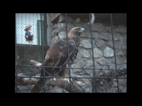Innsbruck (Alpen Zoo) 1979 archive footage