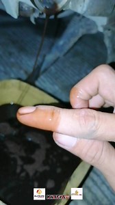 1.5K views · 38 reactions | Honest review using virgin oil ng Patrol...