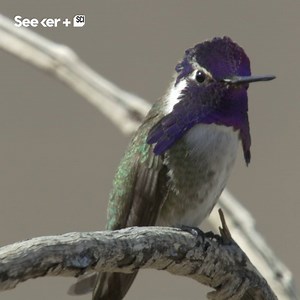 299K views · 253 reactions | These hummingbirds prefer males who dive athletically… but also cunningly. #NoiseWeek | Seeker by The Verge | Facebook