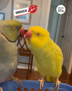 Oh to be a tiny parrot getting tiny parrot kisses 💛 | Lessons Learned In Life