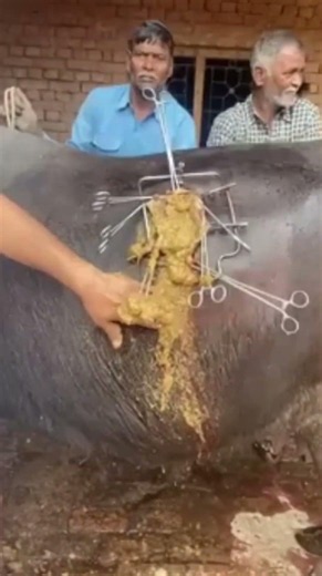How Vets Drain A Bloated Buffalo #goodtoknow #vet #medicine #funfacts #lifehacks #educational #hack