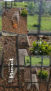 Mak buyong tunggu masa untuk beranak. Alhamdullilah... Agouti. | Enr Pets Trading