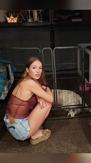 @skybriclips on Instagram: "Playing with Amouranth’s dog #skybri #skybriclips #amouranth #twitch #streamer #dog #dogs"