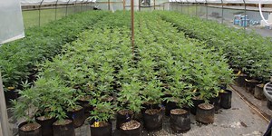 Oklahoma Bureau of Narcotics shuts down illegal marijuana operation in Pontotoc County