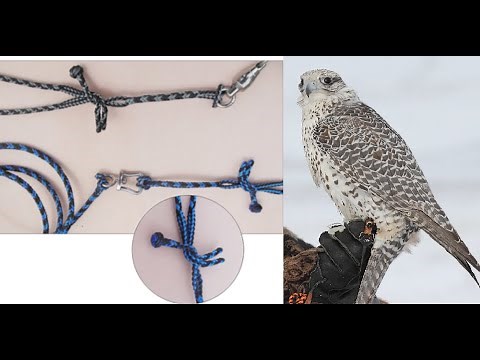 Falconry: Braided leash system review