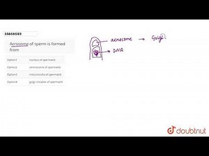 Acrosome of sperm is formed from