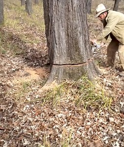 74K views · 396 reactions | Sawing a tree to unveil a canine surprise! | Rush Brush | Facebook
