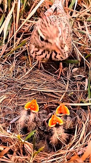 #Skylarks' #bird #babies #are #growing up very #quickly | Review Birds News