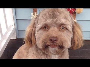 This Dog Has A Human Face And It's Freaking People Out