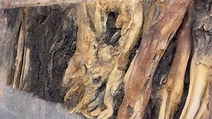 Painting the second half of our new Amazonian model- dry wood and bark | Aquadecor