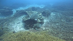 Adventures in Bali : Scuba Diving : Sea Turtle #oceanlife #travel #explore #Bali #beach #island #scubadiving #ocean #diving #indonesia #komodo | Arkatech