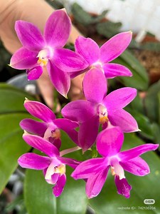 In Spike! Phal. Jennifer Palermo X Sib (phal. Speciosa X Violacea Indigo ‘blue’), Blue or Red Fragrant Flowers - Etsy