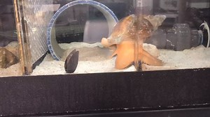 Check out this timelapse video of our horse conch cruising around in search of his food! Horse conchs feed on bivalves like mussels and clams. 🐚 #ClosedButStillCaring 📸: Dee Curator of Aquatic Husbandry | Audubon Aquarium