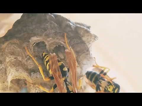 Paper wasp queen laying an egg