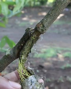 2.2M views · 3.7K reactions | Jangan percaya ini akarnya saya tempel dengan lem biar kamu puas | Grafting Examples | Facebook