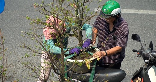 Video: Chợ hoa xuân ở TPHCM nhộn nhịp ngày giáp Tết