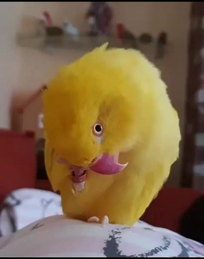 #parrots #parrot #yellow #birdslove #birds #birdslover #parrotslove #ringneck #indianringneck#petbff