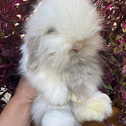 Augusta, GA - Yorkie Poo. Meet Charlie a Pet for Adoption - AdoptaPet.com