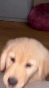 2K views · 311 reactions | The baby is angry 梁 | Golden Retriever Overload | Facebook