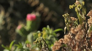 Afrique Naivasha Crescent Island cactus : vidéo de stock (100 % libre de droit) 3728228839 | Shutterstock