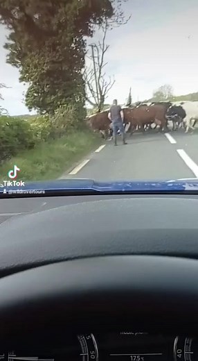 Irish traffic can be brutal on tour sometimes...😂😂😂 Video courtesy of our wonderful guide, Patrick Walsh Begin your Irish adventure today 👉 https://wildrovertours.com/ #wildroverdaytours | Wild Rover Tours