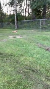 🌿 Natural Deworming Hacks! 🐶✨ Try these natural remedies to keep your furry friends healthy and parasite-free! From raw garlic to pumpkin seeds, these options are safe and effective. Plus, routine is key! 🙌 #NaturalDeworming #HealthyPets #RoutineIsEverything #americanbully #qbnkennel | QBN Kennel