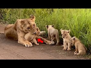 The Lioness Gave Birth But Her Cub's Condition is Very Delicated Can Lioness's Cub Survive Or Not?