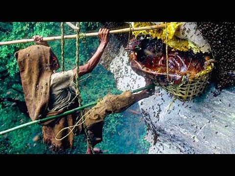 How did humans tamed wild animals?🐘🙉