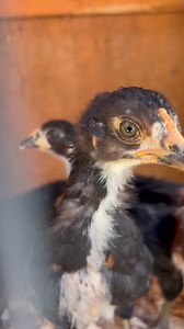 3.6K views · 12 comments | Chick cam update - the babies are 4 weeks...