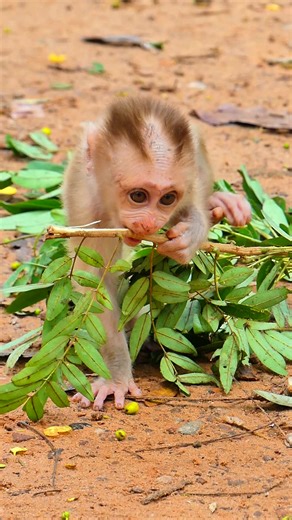 Cute young monkey Leo tinkering with a single tree leaf #monkey #funnymonkey #ReelMonkey #animalsvideos #babyleo #fypシ゚ #newbornmonkey #reels #LibbyMonkey #leobaby | Daily Interesting Stories