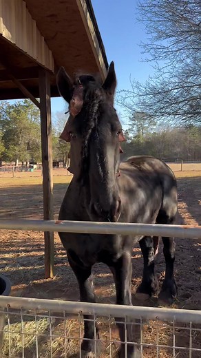 Tys the Friesian on TikTok