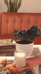 28 reactions · 8 comments | ☕️ ⭐Starring: Geogenanthus This unique foliage features big, purple-black leaves that can span to over 24 inches wide. Learn more/shop via link in bio | Costa Farms | Facebook