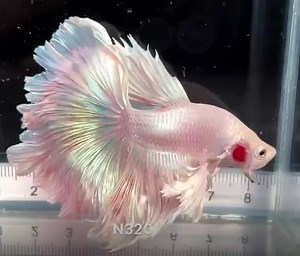 Halfmoon Betta 🐠 😍 | Manuel Crespo Feliciano