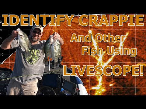 HOW TO IDENTIFY CRAPPIE USING LIVESCOPE, EP 23