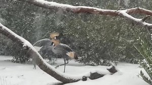 Houston Zoo animals enjoy rare snowfall in Texas