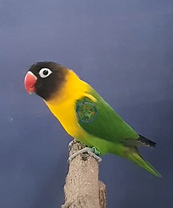 9.1K views · 173 reactions | DV Aviary Agapornis Personatus: The...