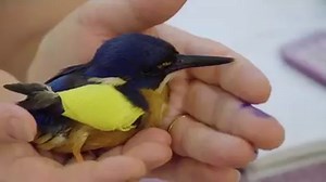 The #AustraliaZoo Wildlife Hospital has treated over 82,000 sick, injured and orphaned animals. Today and tomorrow, enjoy 2-for-1 hospital tours to experience the world’s busiest wildlife hospital first hand. All profits go right back into wildlife rehabilitation💕 | Australia Zoo