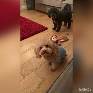 16K views · 2.9K reactions | When you look at the clock and realise it’s time for dinner ......... But Momager is too busy watching Netflix to oblige  There’s only one thing for it !!! Whinge and gurn till she gets up and feeds us hangry puppers  Now that’s what I call a result  #lockdownlife #winnerwinnerchickendinner #feedme #ahangryhenryaintaprettyhenry | Henry Wee_Wheels | Facebook