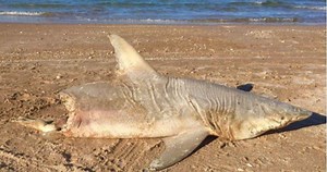 Half-eaten shark washes up on beach sparking fears it was torn apart by legendary 14ft great white stalking local coastline