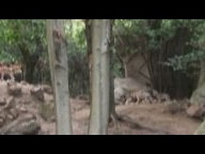 Endangered wolves born in Mexico Zoo